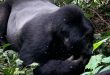 Budget Gorilla Trekking