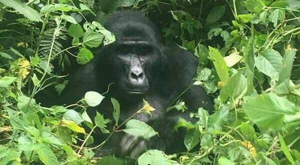 2 day Gorilla Trekking Uganda