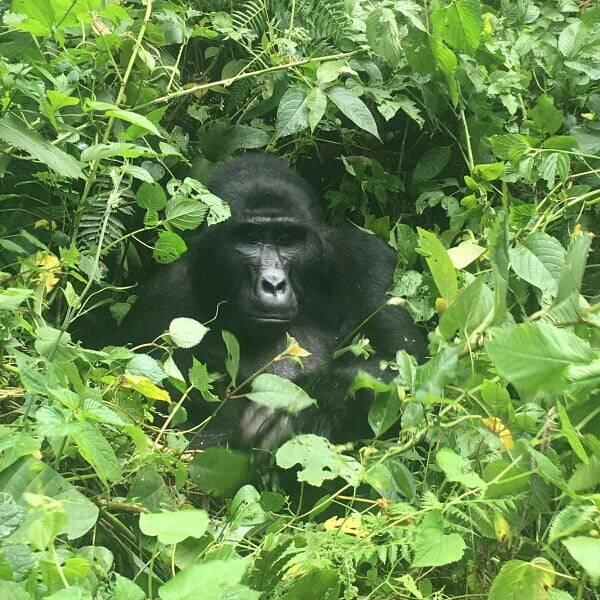 2 Days Gorilla Trekking Uganda Starting From $1050 in Bwindi Forest Park