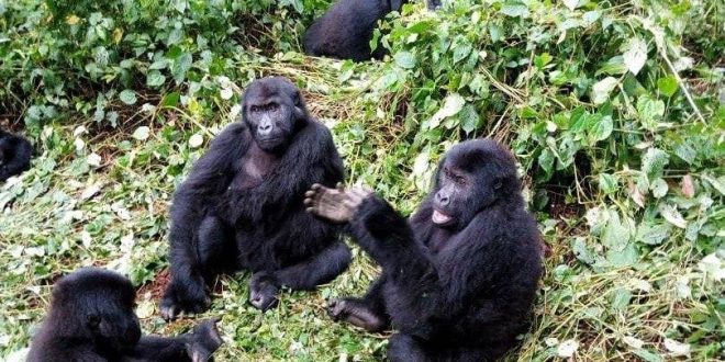 Congo Gorilla Tours