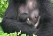 Double Gorilla Tracking Rwanda