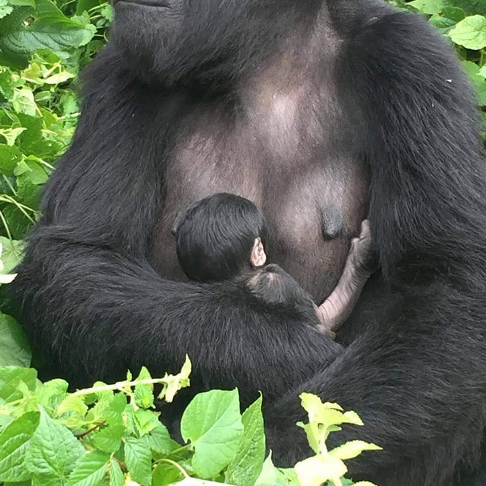 Double Gorilla Tracking Rwanda