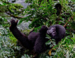 Gorilla Naming in Rwanda