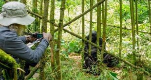 Rwanda Gorilla Tracking Video