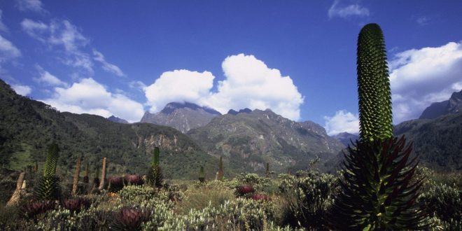 Rwenzori National Park