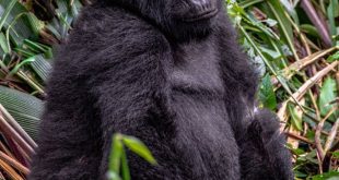 2 Days Gorilla Tour Rwanda