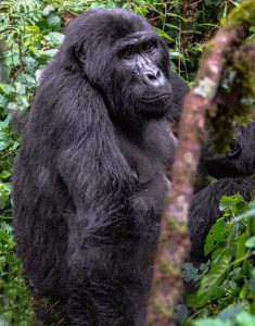 Bwindi Forest Gorilla 