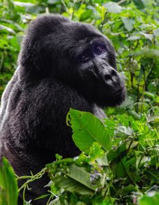 Gorilla Trekking Bwindi Forest