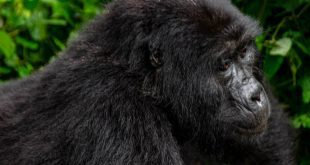 Rwanda Mountain Gorillas