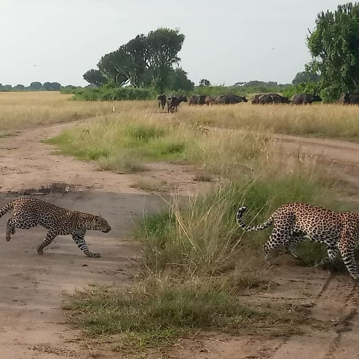 Uganda Wildlife Safari in National Uganda Parks-15 Days