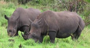 Ziwa Rhino Tour