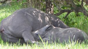 Ziwa Rhino Tour