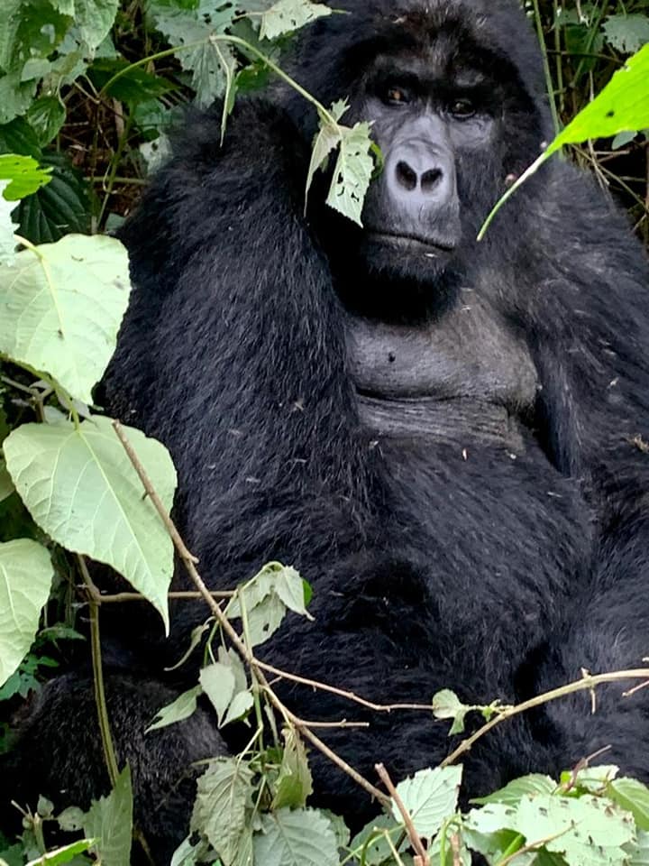 Gorilla Tracking in Congo Virunga National Park and Kigali City Tour 5Days