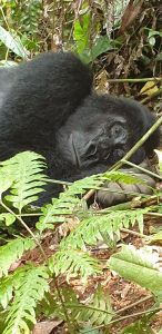Gorilla Trekking Uganda Package