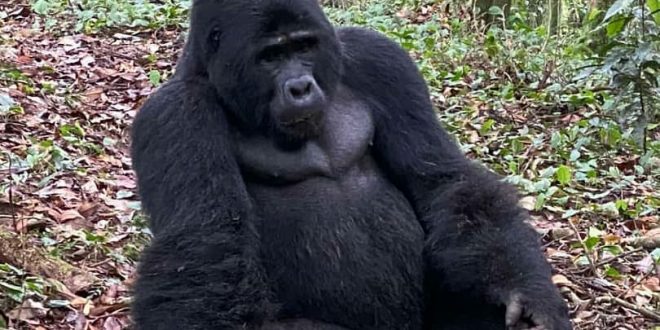 Gorilla Trekking Uganda Package