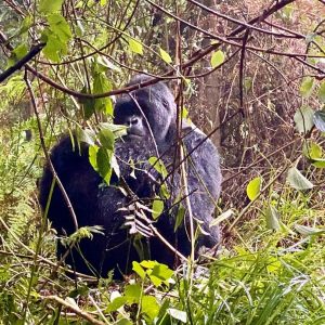 Mountain Gorillas