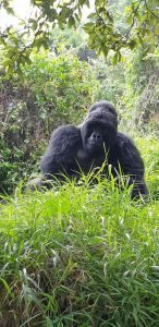 Rwanda Gorillas