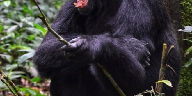 3Days Chimpanzee Tracking Uganda