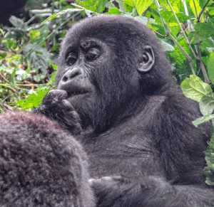 One Day Gorilla Trekking Bwindi
