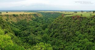 Kyambura Gorge Chimpanzee Trekking