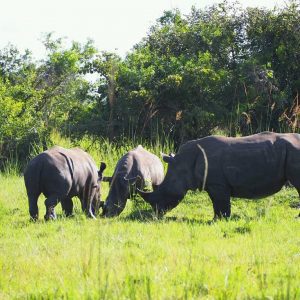 1 Day Ziwa Rhino Tracking