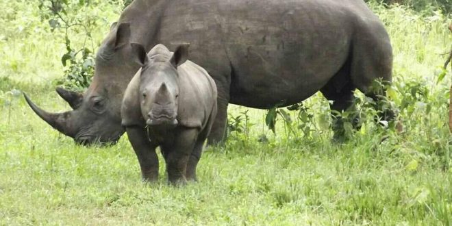 1 Day Ziwa Rhino Tracking