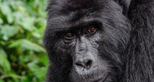 Triple Gorilla Tour