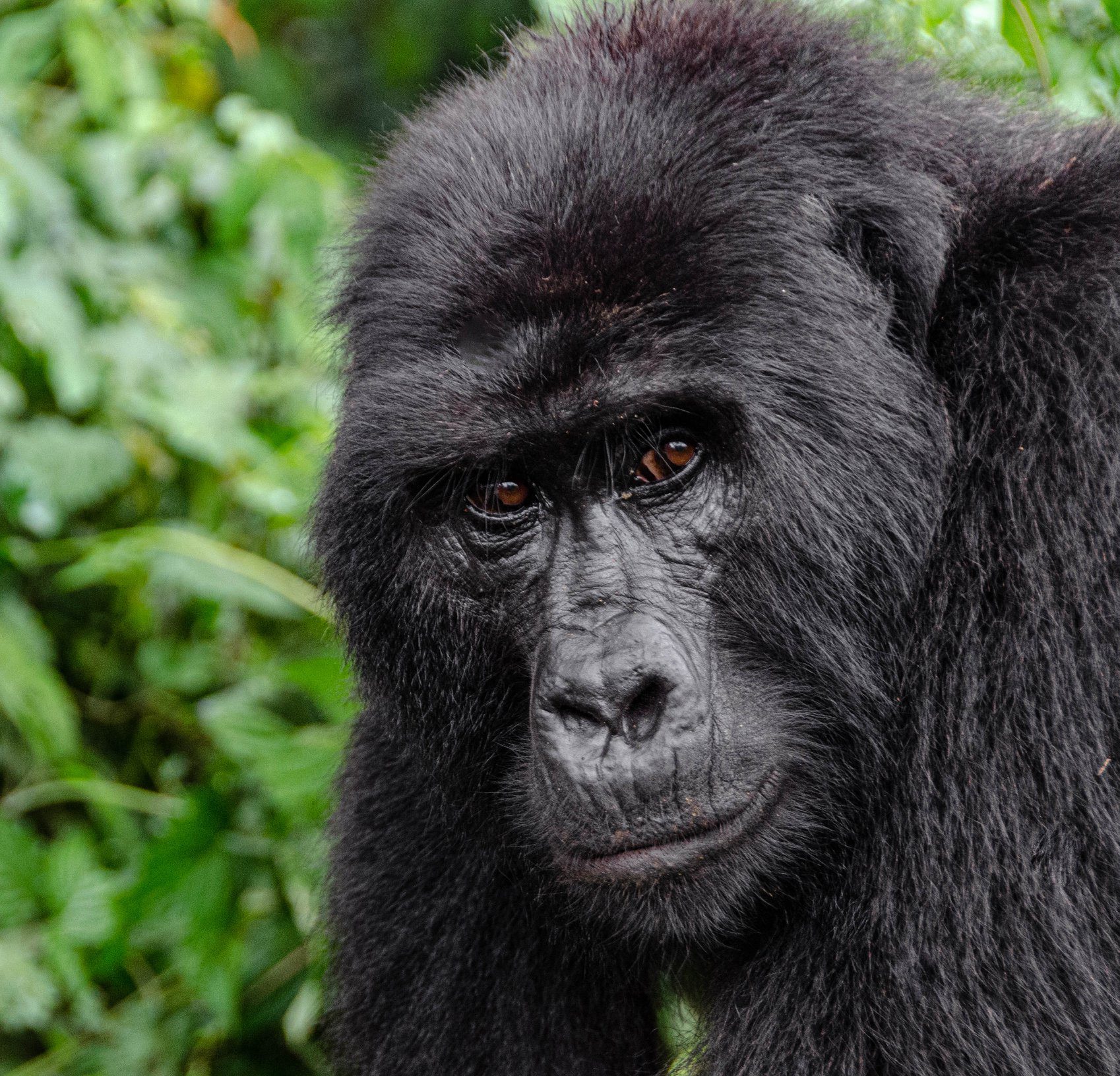 Triple Gorilla Tour Rwanda in Uganda and Dr Congo
