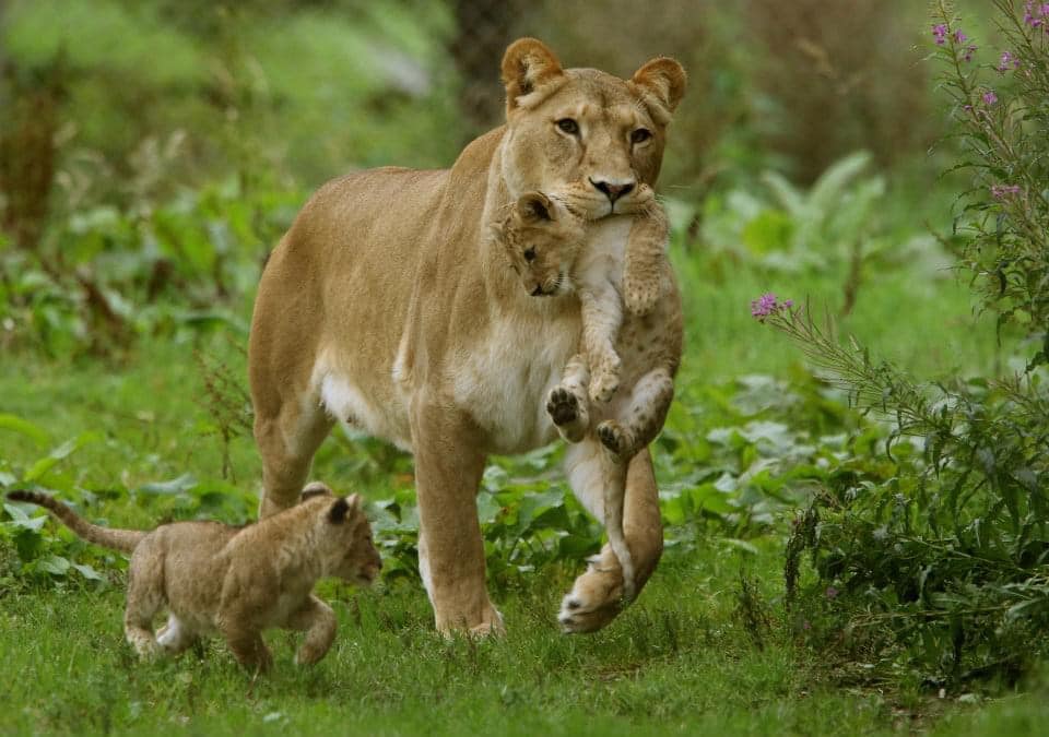 Big 5 Uganda Safaris