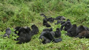 Gorilla Tour Rwanda