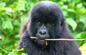 Gorilla Safari Rwanda