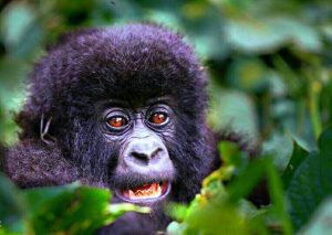 Gorilla Safari Rwanda