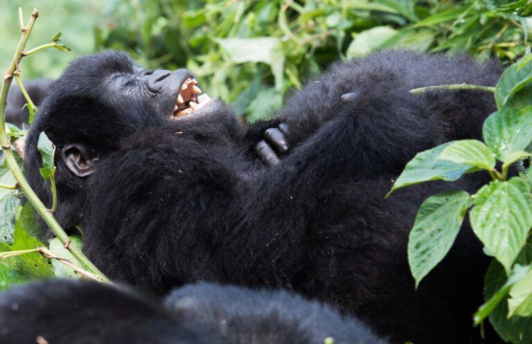 Best time to go Gorilla Trekking in Rwanda