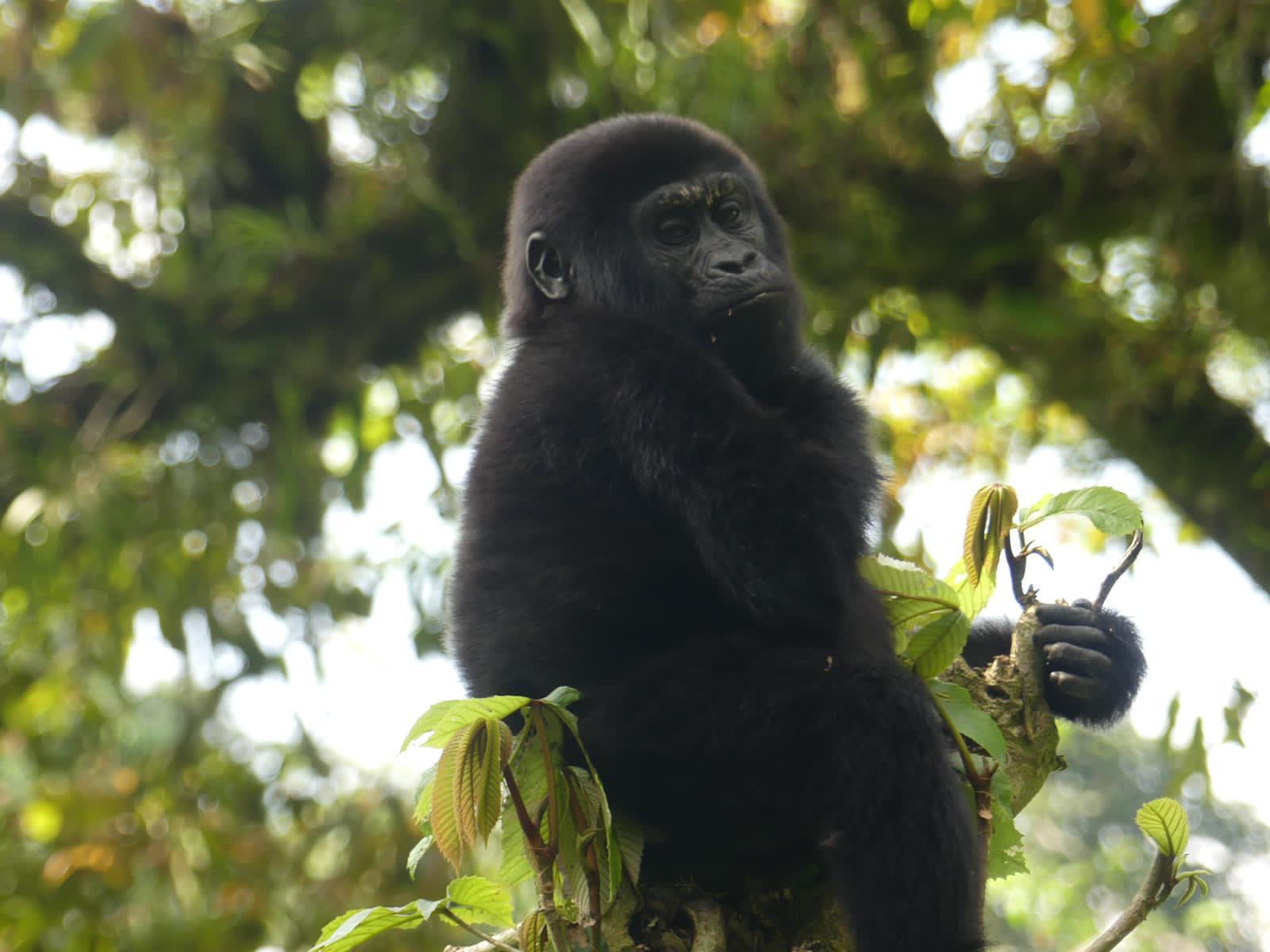 How difficult is the gorilla trek in Uganda?