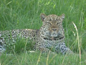 How many days do you need in Murchison Falls