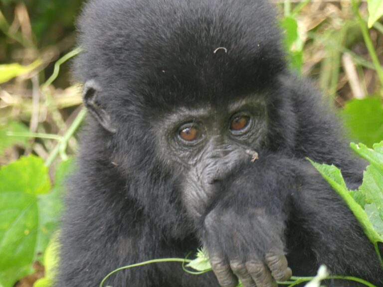 How much does it cost to see the gorillas in Rwanda?