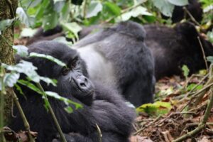 Is it safe to go gorilla trekking in Rwanda?