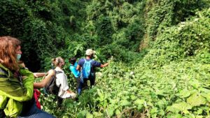 What is the difference between gorilla tracking and gorilla habituation?