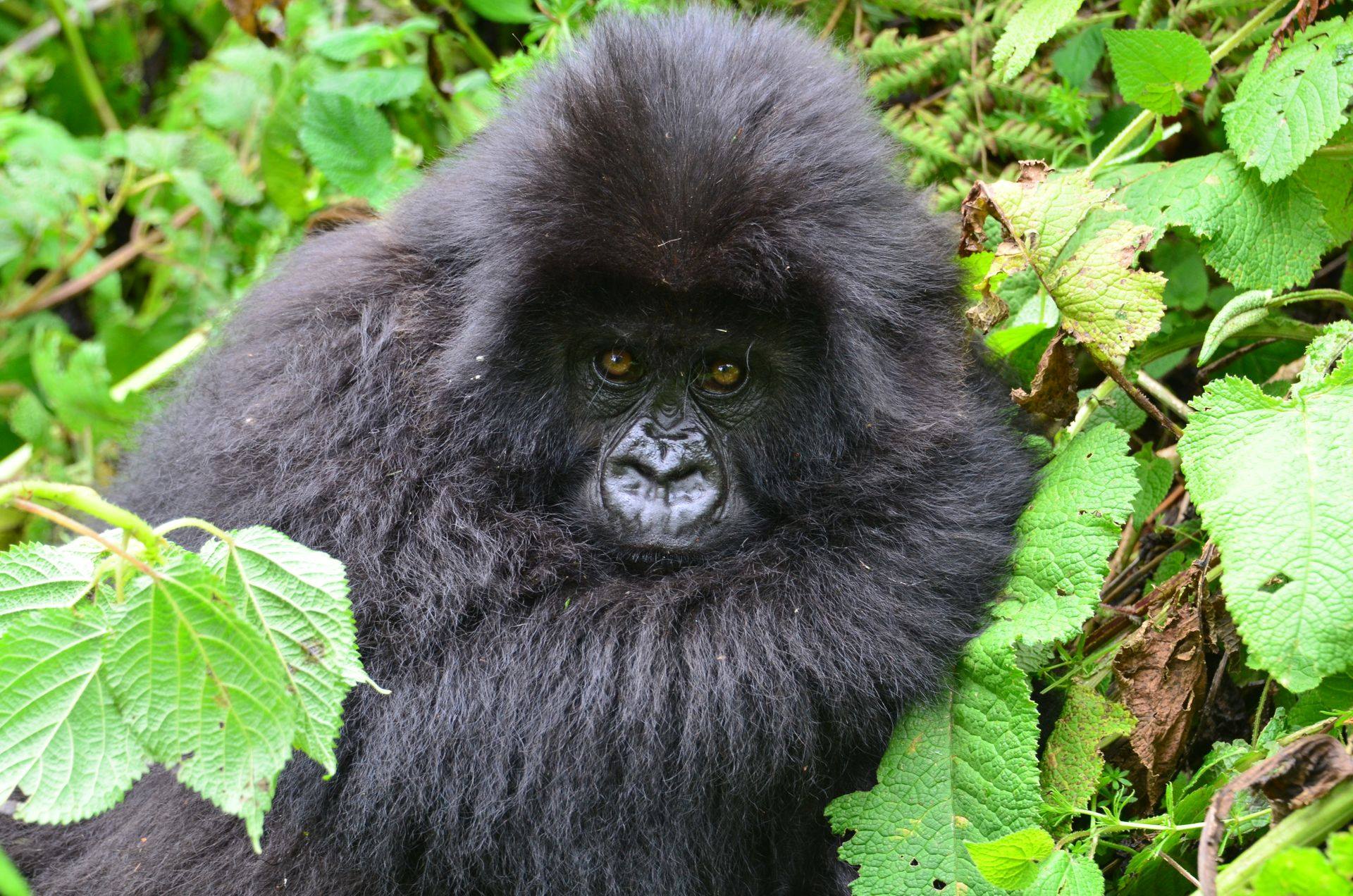 What is the minimum age for gorilla trekking in Uganda?