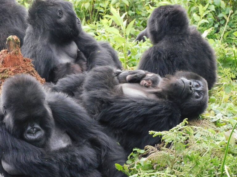Uganda gorilla trekking best time to go