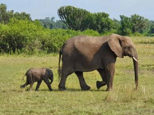 Big 5 Uganda Safaris what is the best month to visit Uganda?
