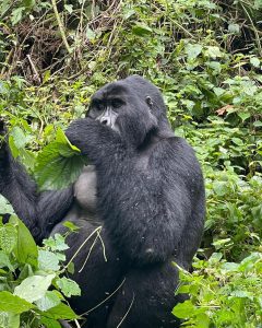 Gorilla sanctuary africa