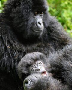 Gorilla Safaris in Rwanda