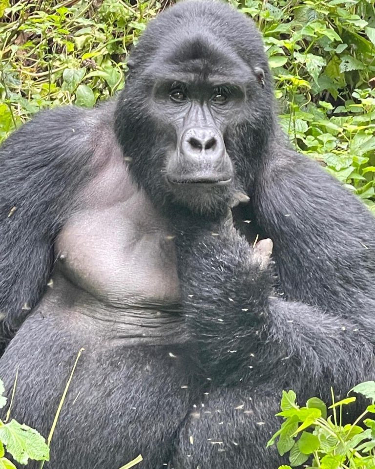 Gorilla Trekking Uganda and Rwanda