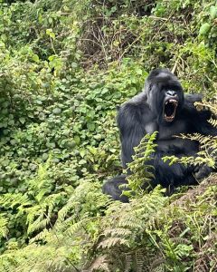 Mountain gorillas Rwanda