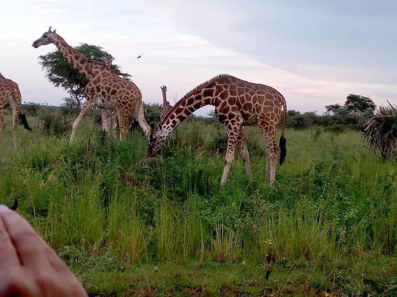 Is Uganda good for safari?