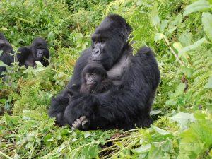 How much does it cost to see the gorillas in Rwanda