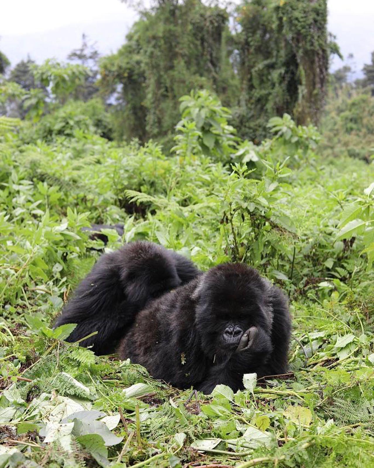 Gorilla Trekking Uganda Mountain Gorillas