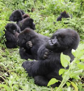 Gorilla Families in Bwindi Forest