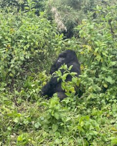 Booking Uganda Gorilla Permits